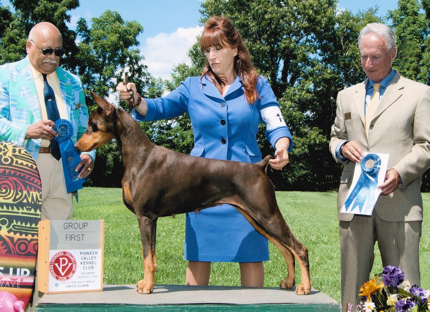 mistel doberman breedersten generations of healthy doberman champions